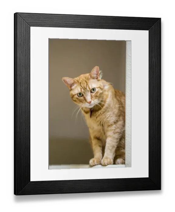 Framed Print : Issaquah, Washington State, USA. Cat sitting on a high beam in a house. (PR) Framed Print : Issaquah, Washington State, USA. Cat sitting on a high beam in a house. (PR)
