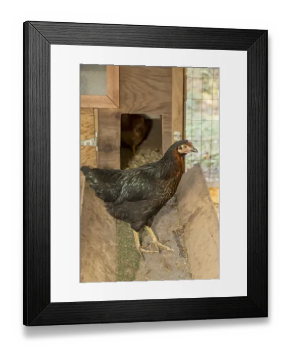 Framed Print : Issaquah, Washington State, USA. Black Star (or Black Sex Link or Mrs