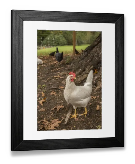Framed Print : Issaquah, Washington State, USA. Free-ranging white leghorn rooster. (PR) Framed Print : Issaquah, Washington State, USA. Free-ranging white leghorn rooster. (PR)