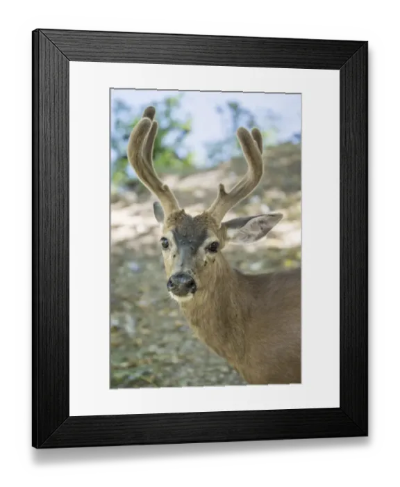 Framed Print : Eatonville, Washington State, USA. Male white-tailed deer in springtime with velvety Framed Print : Eatonville, Washington State, USA. Male white-tailed deer in springtime with velvety