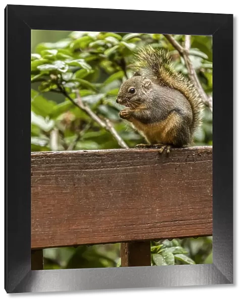 Issaquah, Washington State, USA. Douglas squirrel sitting on a deck railing eating a nut