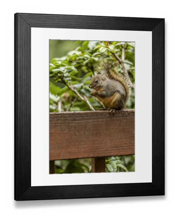 Framed Print : Issaquah, Washington State, USA. Douglas squirrel sitting on a deck railing eating a nut Framed Print : Issaquah, Washington State, USA. Douglas squirrel sitting on a deck railing eating a nut