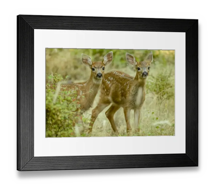 Framed Print : San Juan Island, Washington State, USA. Two mule deer fawns curiously looking out