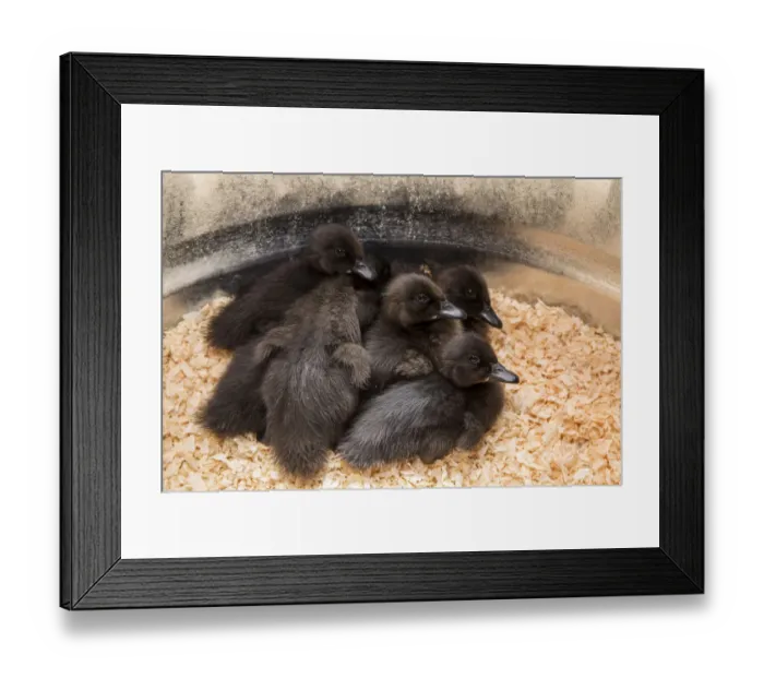 Framed Print : Cayuga ducklings huddled together under a heat lamp for warmth Framed Print : Cayuga ducklings huddled together under a heat lamp for warmth