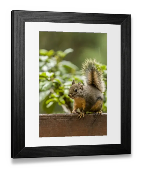 Framed Print : Issaquah, Washington State, USA. Douglas squirrel sitting on a deck railing Framed Print : Issaquah, Washington State, USA. Douglas squirrel sitting on a deck railing