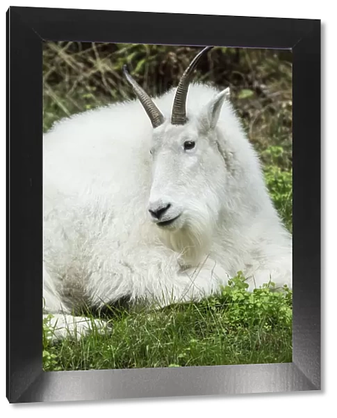 Eatonville, Washington State, USA. Mountain goat resting in Northwest Trek Wildlife Park