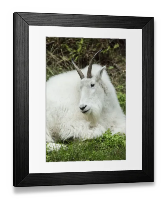 Framed Print : Eatonville, Washington State, USA. Mountain goat resting in Northwest Trek Wildlife Park