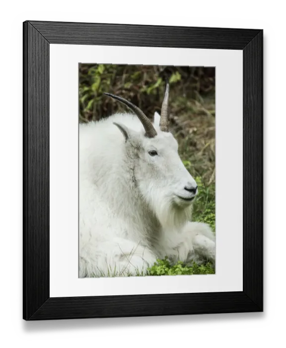 Framed Print : Eatonville, Washington State, USA. Mountain goat resting in Northwest Trek Wildlife Park Framed Print : Eatonville, Washington State, USA. Mountain goat resting in Northwest Trek Wildlife Park