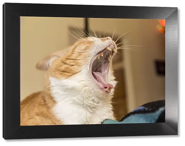 Domestic short-hair cat giving a big yawn and showing off her sharp teeth. (PR)