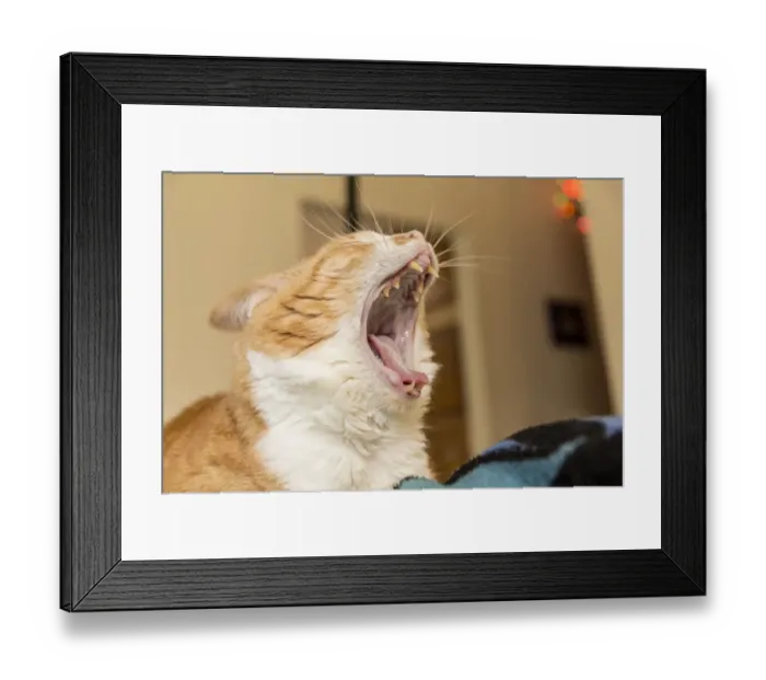 Framed Print : Domestic short-hair cat giving a big yawn and showing off her sharp teeth. (PR)