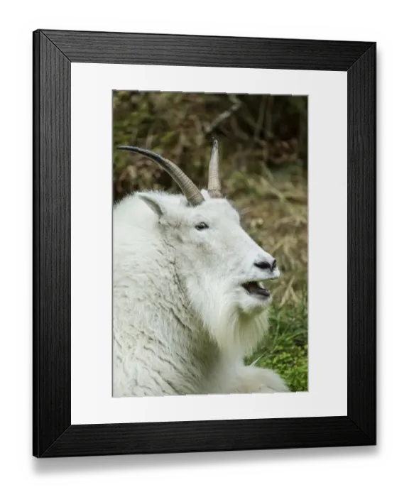 Framed Print : Eatonville, Washington State, USA. Mountain goat resting and vocalizing in Northwest Framed Print : Eatonville, Washington State, USA. Mountain goat resting and vocalizing in Northwest