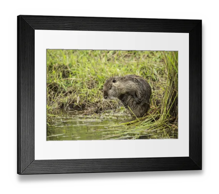 Framed Print : Ridgefield, Washington State, USA. Nutria scratching in Ridgefield National Wildlife Refuge