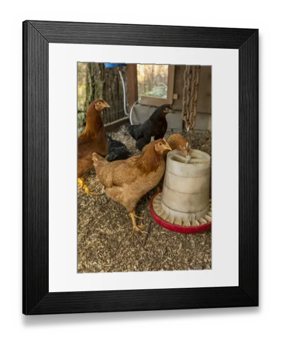 Framed Print : Issaquah, Washington State, USA. Black Star (or Black Sex Link or Mrs. Pepperpot) Framed Print : Issaquah, Washington State, USA. Black Star (or Black Sex Link or Mrs. Pepperpot)