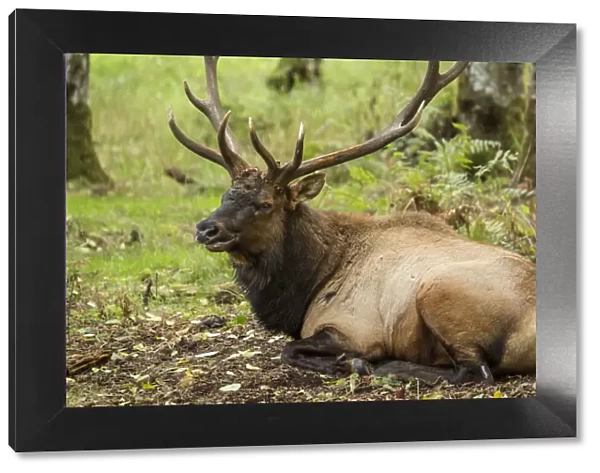 Eatonville, Washington State, USA. American elk bull resting in Northwest Trek Wildlife Park