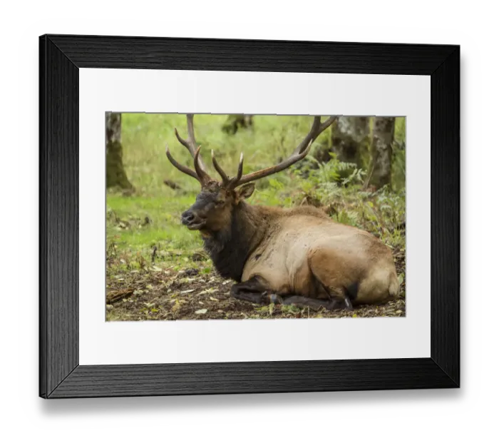 Framed Print : Eatonville, Washington State, USA. American elk bull resting in Northwest Trek Wildlife Park Framed Print : Eatonville, Washington State, USA. American elk bull resting in Northwest Trek Wildlife Park