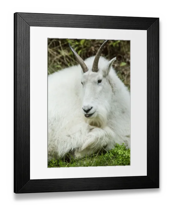 Framed Print : Eatonville, Washington State, USA. Mountain goat resting in Northwest Trek Wildlife Park Framed Print : Eatonville, Washington State, USA. Mountain goat resting in Northwest Trek Wildlife Park