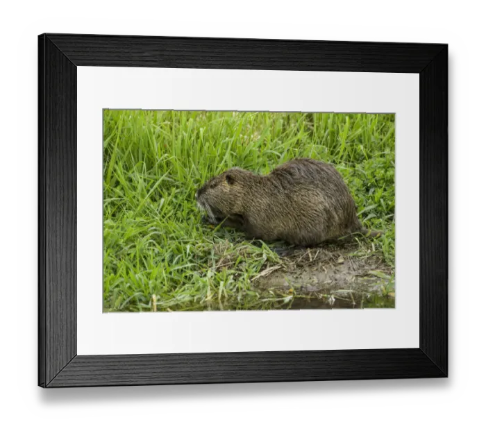 Framed Print : Ridgefield, Washington State, USA. Nutria in Ridgefield National Wildlife Refuge Framed Print : Ridgefield, Washington State, USA. Nutria in Ridgefield National Wildlife Refuge