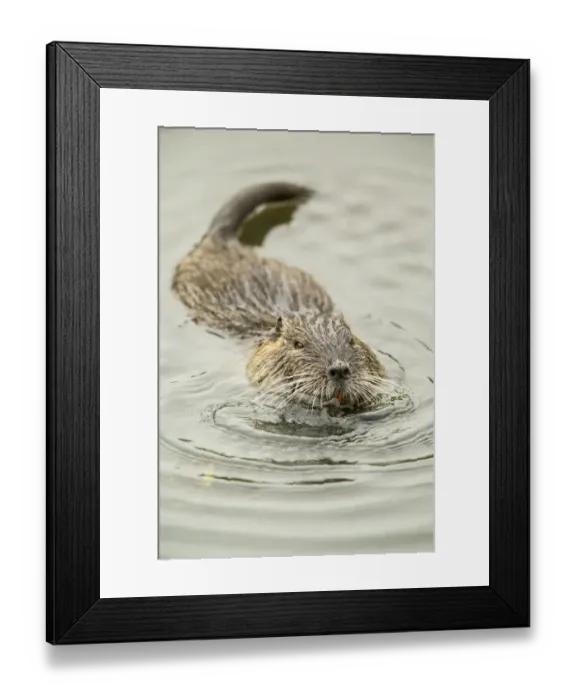 Framed Print : Ridgefield, Washington State, USA. Nutria swimming in Ridgefield National Wildlife Refuge Framed Print : Ridgefield, Washington State, USA. Nutria swimming in Ridgefield National Wildlife Refuge