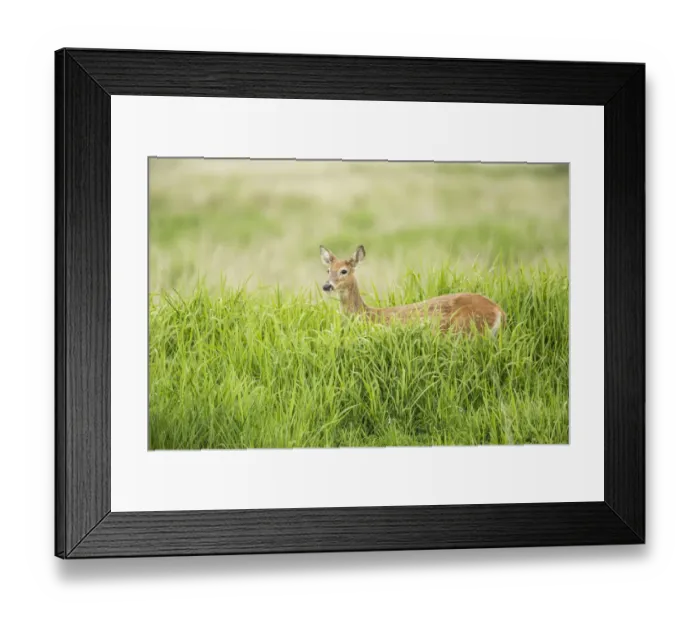 Framed Print : Ridgefield, Washington State, USA. Columbian white-tailed deer in Ridgefield National