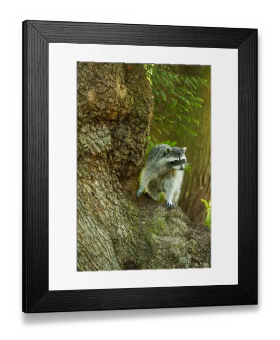 Framed Print : Issaquah, Washington State, USA. Wild raccoon in a tree Framed Print : Issaquah, Washington State, USA. Wild raccoon in a tree
