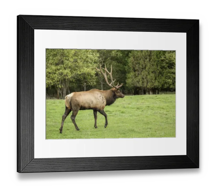 Framed Print : Eatonville, Washington State, USA. American elk bull walking in Northwest Trek Wildlife Park meadow