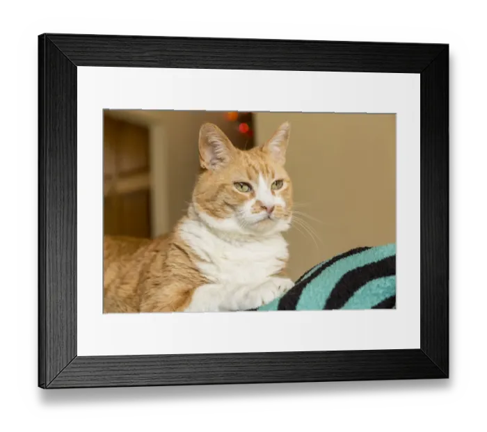 Framed Print : Domestic short-hair cat, deep in thought (PR) Framed Print : Domestic short-hair cat, deep in thought (PR)