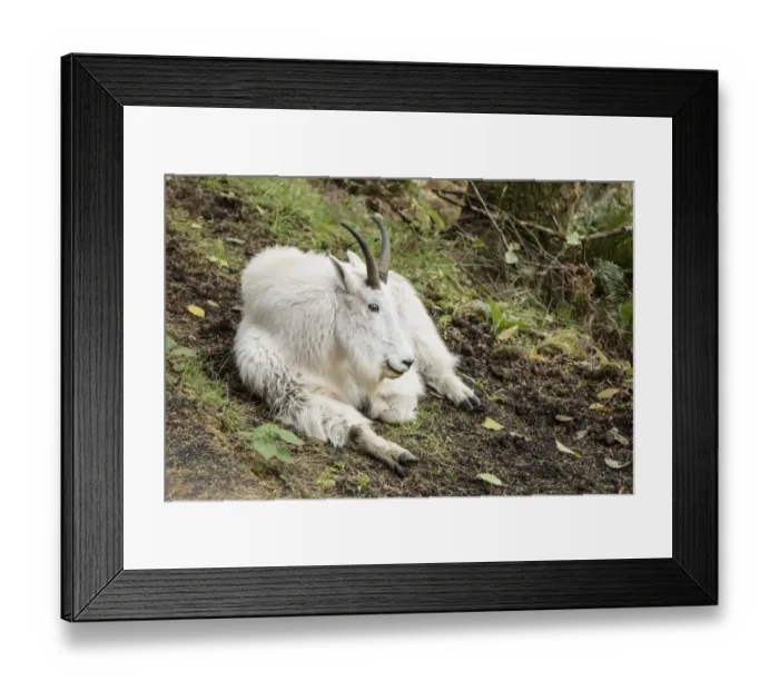 Framed Print : Eatonville, Washington State, USA. Mountain goat resting in Northwest Trek Wildlife Park Framed Print : Eatonville, Washington State, USA. Mountain goat resting in Northwest Trek Wildlife Park