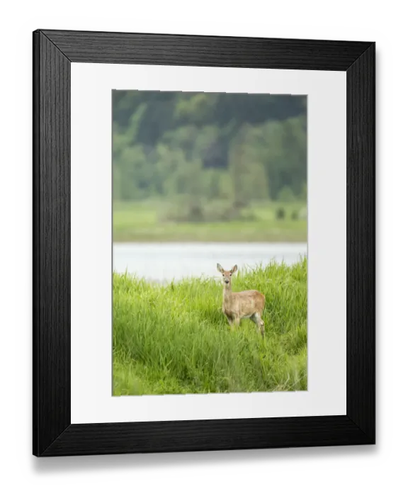 Framed Print : Ridgefield, Washington State, USA. Columbian white-tailed deer in Ridgefield National