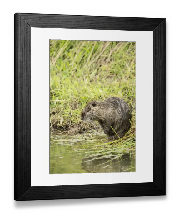 Framed Print : Ridgefield, Washington State, USA. Nutria scratching in Ridgefield National Wildlife Refuge