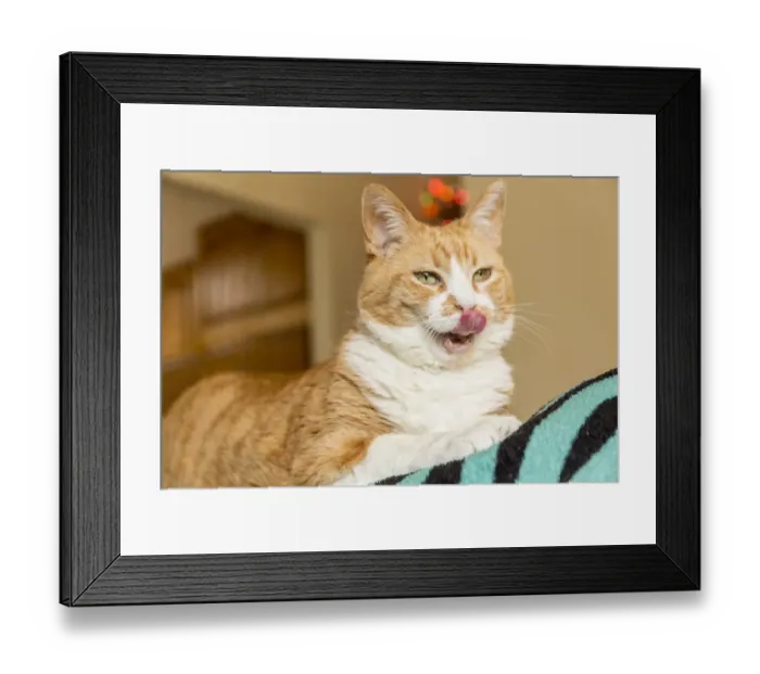 Framed Print : Kia, a domestic short-hair cat, looking very hungry (PR) Framed Print : Kia, a domestic short-hair cat, looking very hungry (PR)