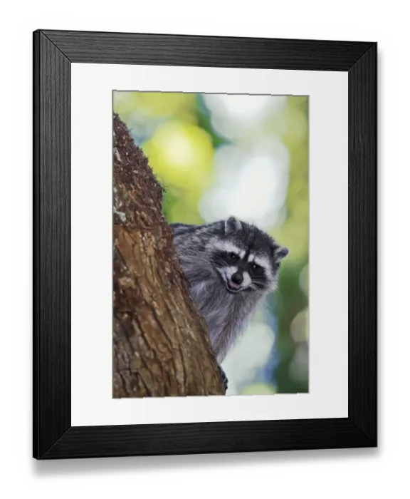 Framed Print : Issaquah, Washington State, USA. Wild mother raccoon growling in a tree, protecting her young Framed Print : Issaquah, Washington State, USA. Wild mother raccoon growling in a tree, protecting her young