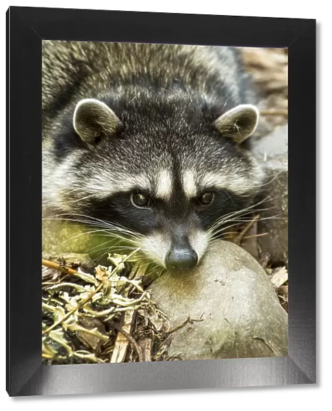 Eatonville, Washington State, USA. Sleepy northern raccoon at Northwest Trek Wildlife Park