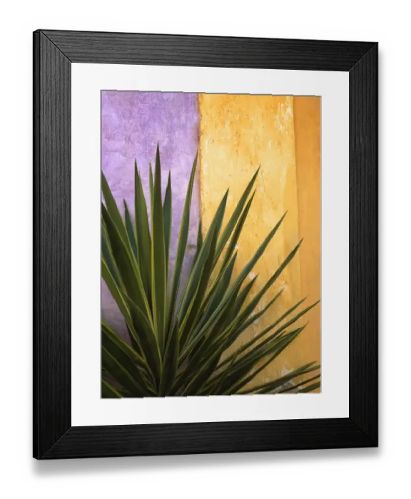 Framed Print : Mexico. Plant against colorful wall. Credit as: Jim Nilsen / Jaynes Gallery / DanitaDelimont Framed Print : Mexico. Plant against colorful wall. Credit as: Jim Nilsen / Jaynes Gallery / DanitaDelimont