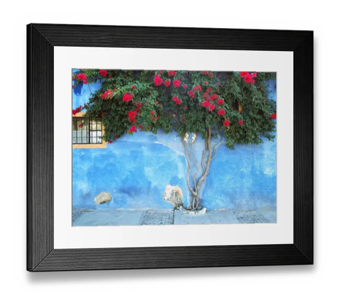 Framed Print : Mexico, Ajijic. Bougainvillea against wall. Credit as: Jim Nilsen / Jaynes Gallery / DanitaDelimont Framed Print : Mexico, Ajijic. Bougainvillea against wall. Credit as: Jim Nilsen / Jaynes Gallery / DanitaDelimont
