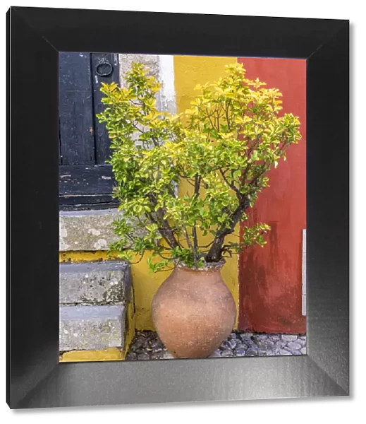 Portugal, Obidos. Potted plant in front of colorful entrance to a home in the hill town of Obidos