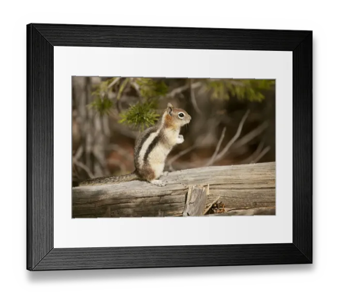 Framed Print : Yellowstone National Park, Wyoming, USA. Golden-mantled ground squirrel standing on a log Framed Print : Yellowstone National Park, Wyoming, USA. Golden-mantled ground squirrel standing on a log