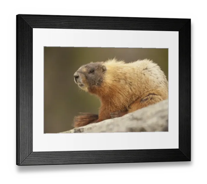 Framed Print : Yellowstone National Park, Wyoming, USA. Yellow-bellied marmot keeping a watch with Framed Print : Yellowstone National Park, Wyoming, USA. Yellow-bellied marmot keeping a watch with