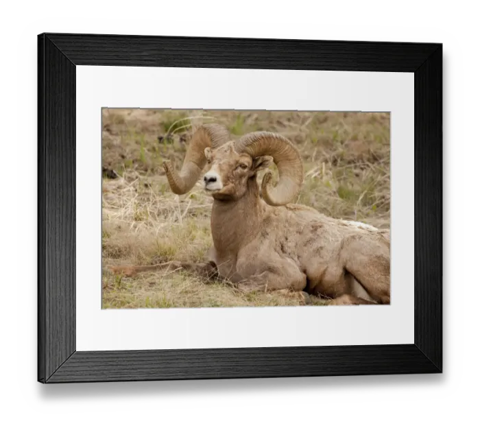 Framed Print : Yellowstone National Park, Wyoming, USA. Bighorn sheep ram resting Framed Print : Yellowstone National Park, Wyoming, USA. Bighorn sheep ram resting