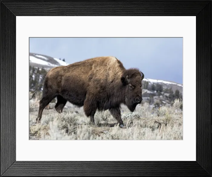 Framed Print : Usa, Wyoming, Yellowstone National Park. Bison walking through the sage and rocky terrain Framed Print : Usa, Wyoming, Yellowstone National Park. Bison walking through the sage and rocky terrain