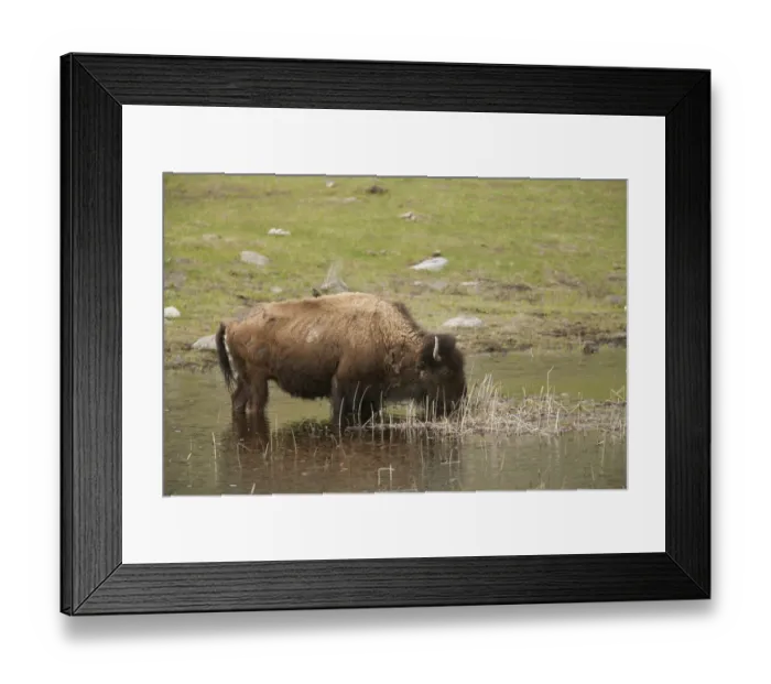 Framed Print : Yellowstone National Park, Wyoming, USA. Bison with a starling on its back, drinking in a pond Framed Print : Yellowstone National Park, Wyoming, USA. Bison with a starling on its back, drinking in a pond