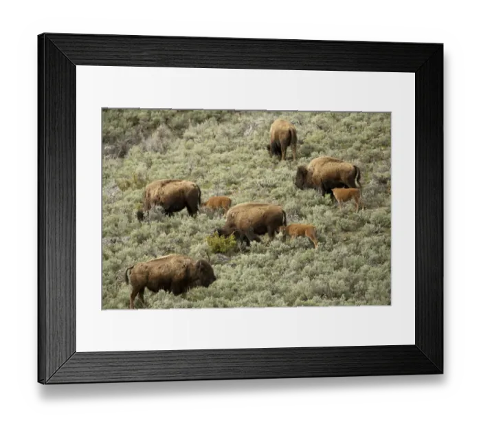 Framed Print : Yellowstone National Park, Wyoming, USA. Female bison and calves walking down a hill Framed Print : Yellowstone National Park, Wyoming, USA. Female bison and calves walking down a hill
