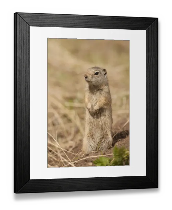 Framed Print : Yellowstone National Park, Wyoming, USA. Uinta ground squirrel standing on his hind