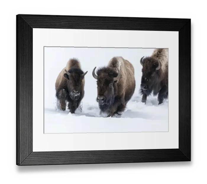 Framed Print : Usa, Wyoming, Yellowstone National Park. Group of bison begin to run through the deep snow Framed Print : Usa, Wyoming, Yellowstone National Park. Group of bison begin to run through the deep snow