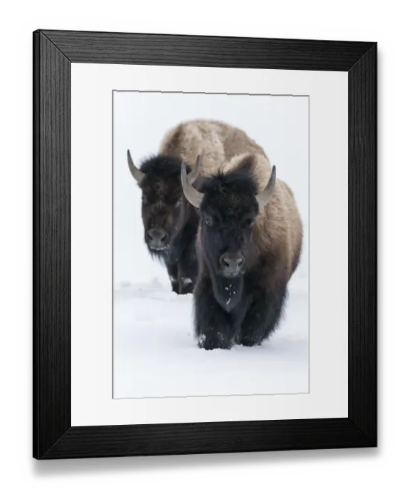 Framed Print : Usa, Wyoming, Yellowstone National Park. Bison walking in deep snow Framed Print : Usa, Wyoming, Yellowstone National Park. Bison walking in deep snow