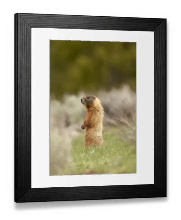 Framed Print : Yellowstone National Park, Wyoming, USA. Yellow-bellied marmot standing on its hind legs Framed Print : Yellowstone National Park, Wyoming, USA. Yellow-bellied marmot standing on its hind legs