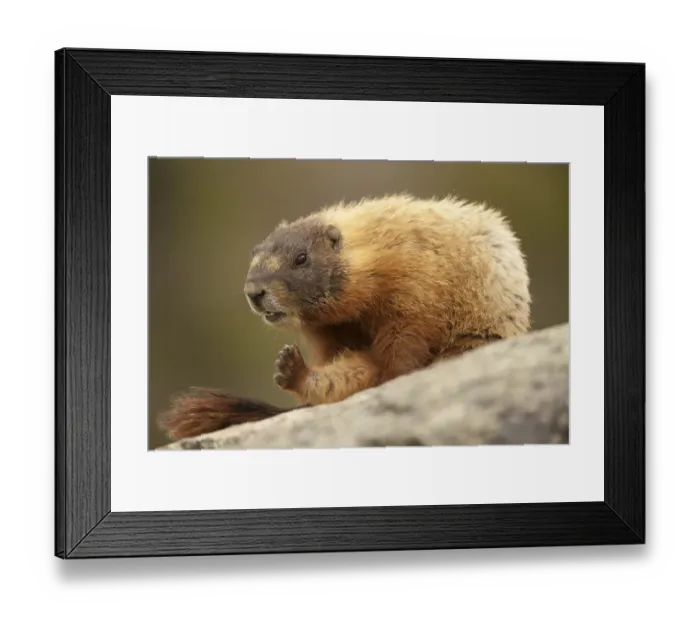 Framed Print : Yellowstone National Park, Wyoming, USA. Yellow-bellied marmot grooming itself while Framed Print : Yellowstone National Park, Wyoming, USA. Yellow-bellied marmot grooming itself while