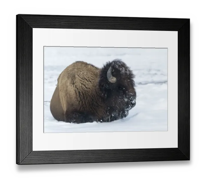 Framed Print : Usa, Wyoming, Yellowstone National Park. Bison bull covered in snow after foraging for grass Framed Print : Usa, Wyoming, Yellowstone National Park. Bison bull covered in snow after foraging for grass