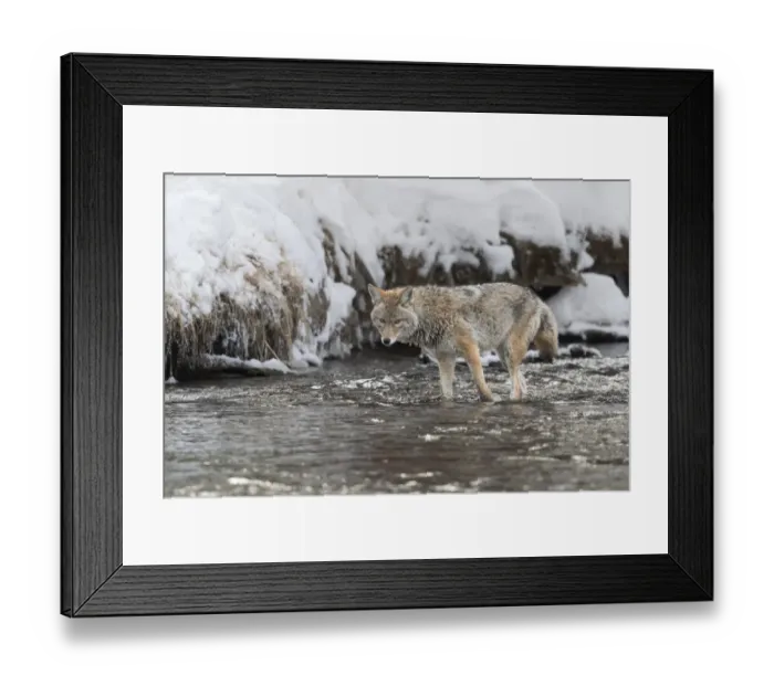 Framed Print : Usa, Wyoming, Yellowstone National Park. Coyote standing in the Madison River waiting Framed Print : Usa, Wyoming, Yellowstone National Park. Coyote standing in the Madison River waiting