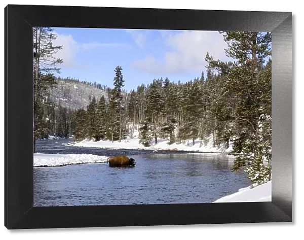 Yellowstone National Park, bison crossing river in winter
