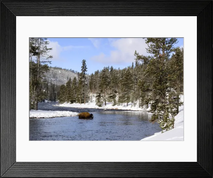 Framed Print : Yellowstone National Park, bison crossing river in winter Framed Print : Yellowstone National Park, bison crossing river in winter